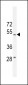 RT4I1 Antibody  (C-term)